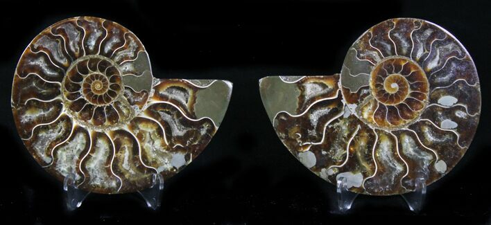 Polished Ammonite Pair - Million Years #22243